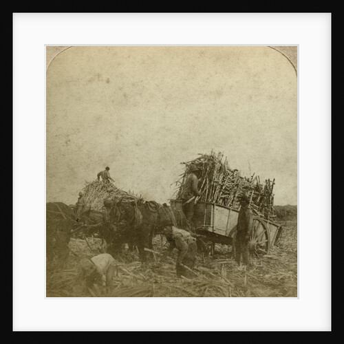 Loading cane, sugar plantation, Louisiana, USA by Underwood & Underwood