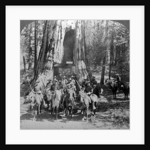 Cavalry passing through the great tree 'California', California, USA by Underwood & Underwood
