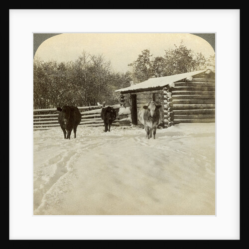 Winter on a ranch, Montana, USA by Underwood & Underwood