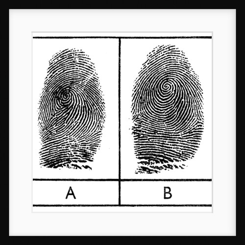 Fingerprints of identical twins by Anonymous
