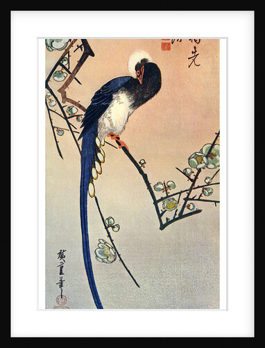 Long Tailed Blue Bird on Branch of Plum Tree in Blossom by Anonymous