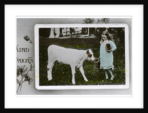 Girl about to milk a cow, greetings card by Anonymous