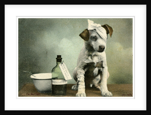 Dog in bandages by Anonymous