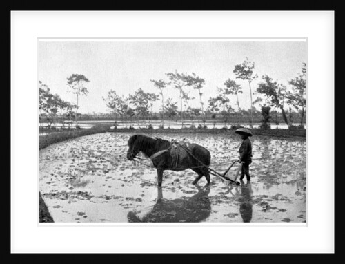 Raking a rice field, Japan by Anonymous