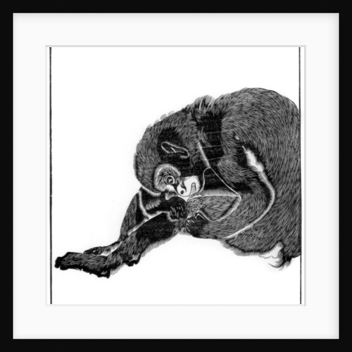Monkey by Anonymous
