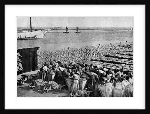 Quantities of codfish drying in the sun at Aveiro by the mouth of the Vouga, Portugal by AW Cutler