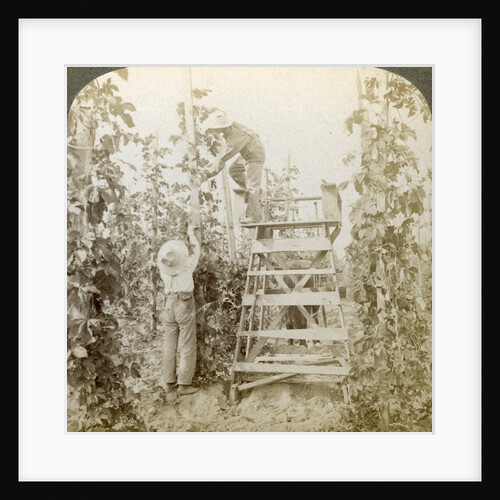 In the Rich Hop District, Training the Vines, White River Valley, Washington by Underwood & Underwood