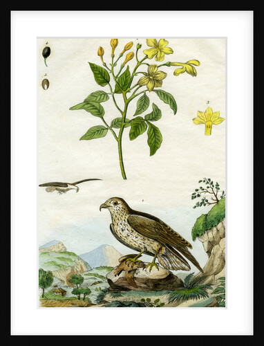 Jasmine and Short-toed Eagle by Pedretti