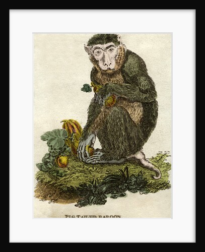 Pig tailed baboon by Anonymous