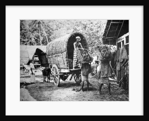 Coconut production, India by Anonymous