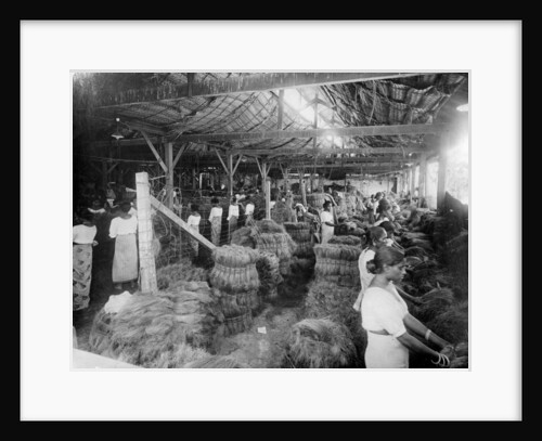 Coconut production, India by Anonymous