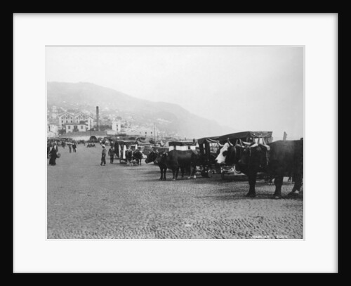 Bullock carriages, Madeira, Portugal by Anonymous