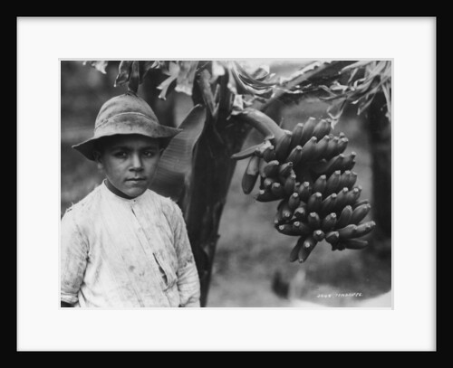 Boy with bananas growing on a tree, Tenerife, Canary Islands, Spain by Anonymous