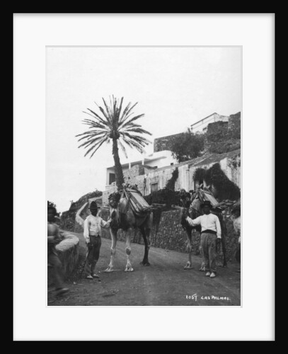 Men with camels, Las Palmas, Gran Canaria, Canary Islands, Spain by Anonymous