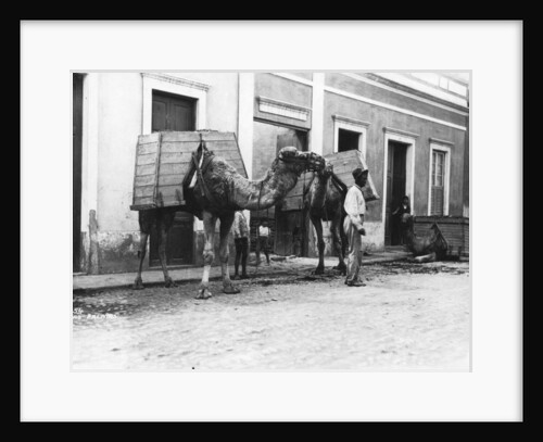 Man with camels, Las Palmas, Gran Canaria, Canary Islands, Spain by Anonymous