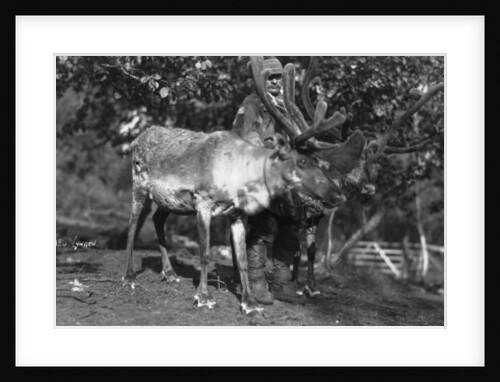 Local man with a reindeer, Lyngen, northern Norway by Anonymous