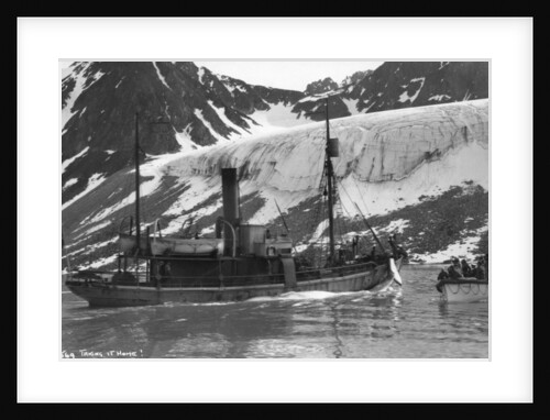 Whaling, Magdalene Bay, Spitzbergen, Norway by Anonymous