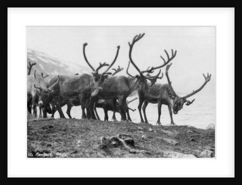 Reindeer, Grotli, Norway by Anonymous