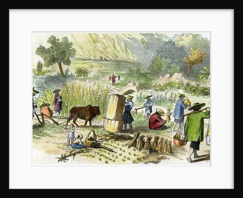 Chinese harvest, Hong Kong by Anonymous