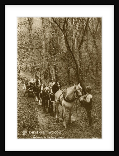 In the Shady Woods by Anonymous