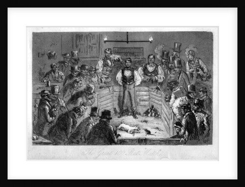 The Great 100 Rat Match by Anonymous