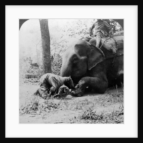 Mahout removing a thorn from an elephant's foot, Behar tiger shoot, India by Underwood & Underwood