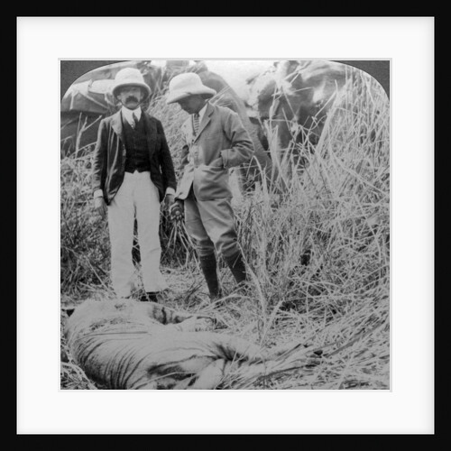 The dead maneater, Behar jungle, India by Underwood & Underwood