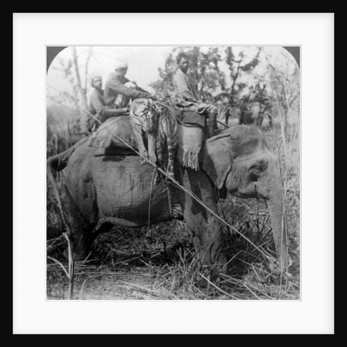 Carrying dead tigers back to camp, Behar ungle, India by Underwood & Underwood