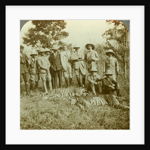 Tiger hunting, Cooch Behar, West Bengal, India by Underwood & Underwood