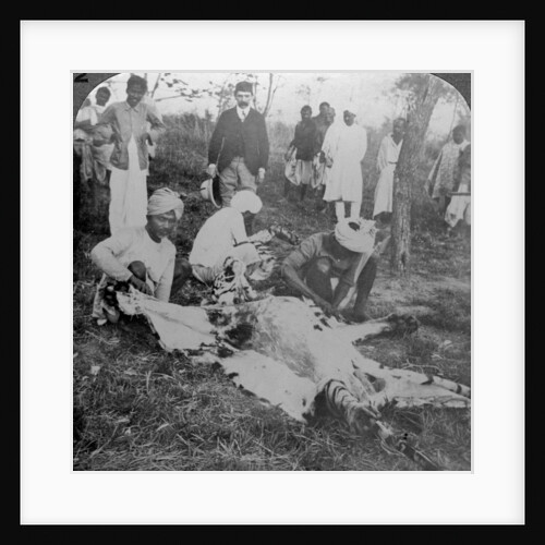 Skinning a dead tiger, shoot of the Maharajah of Cooch Behar, India by Underwood & Underwood