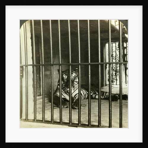 Captured man-eating tiger blamed for 200 deaths, Calcutta, India by Underwood & Underwood