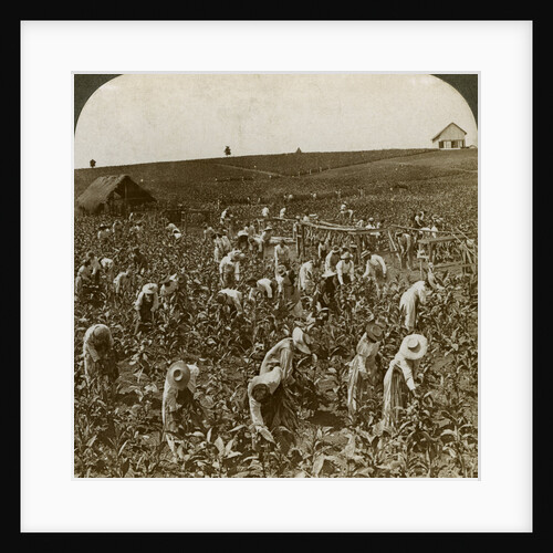 Tobacco field, Montpeller, Jamaica by Underwood & Underwood