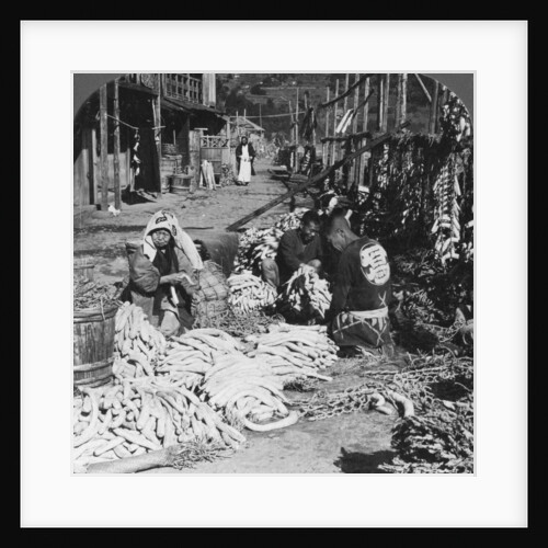 Sorting and packing daikon (Japanese radishes) on the waterfront, Atami, Japan by HC White