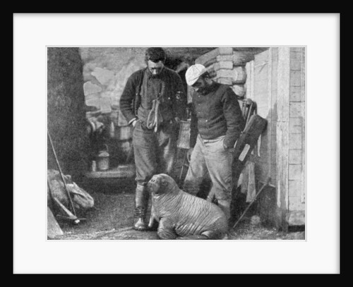 Walrus cub by Frederick George Jackson
