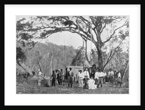 Paraguayan tea gathering, Paraguay by Anonymous