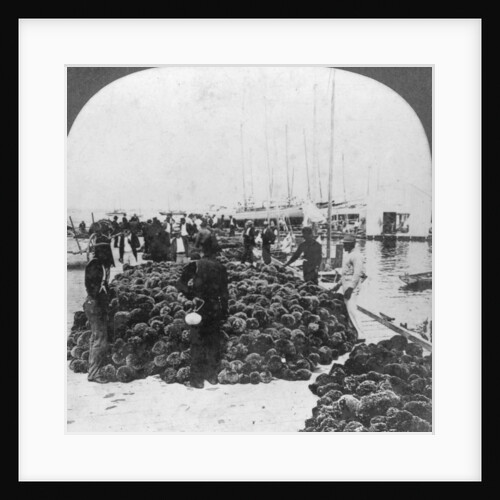 Sponge market, Key West harbour, Florida by Keystone View Company