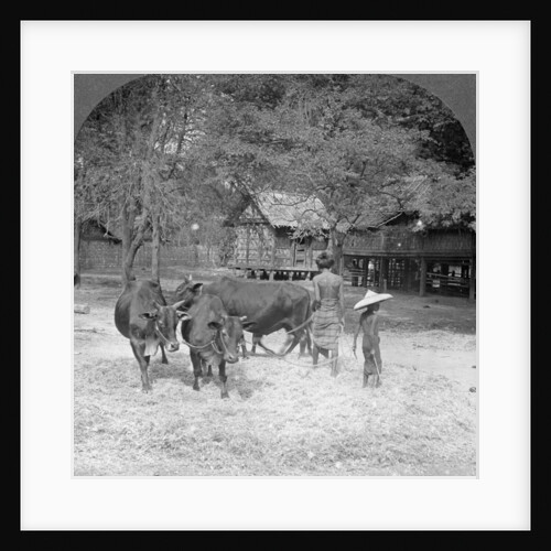 Threshing rice, Amarapura, Burma by Stereo Travel Co