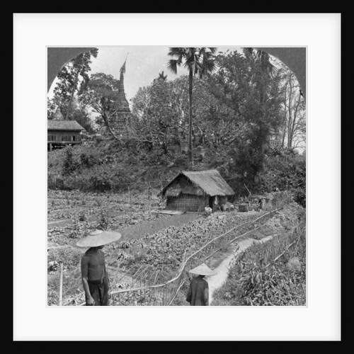 A vegetable garden amidst pagodas, Bhamo, Burma by Stereo Travel Co