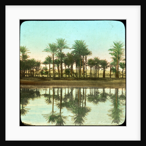 Palm trees reflected in water, India by Anonymous
