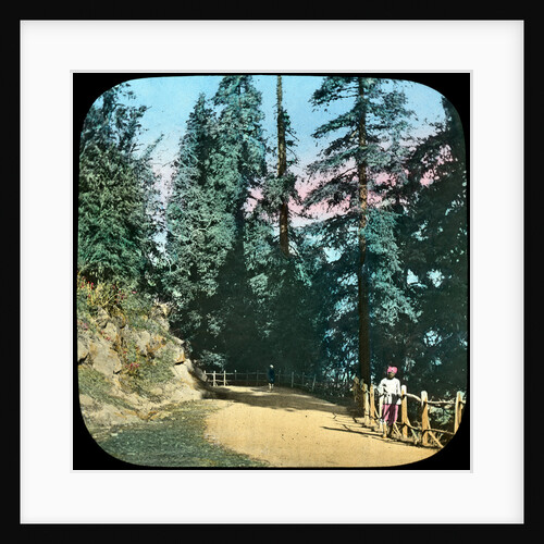 Forest, Murree, India by Anonymous