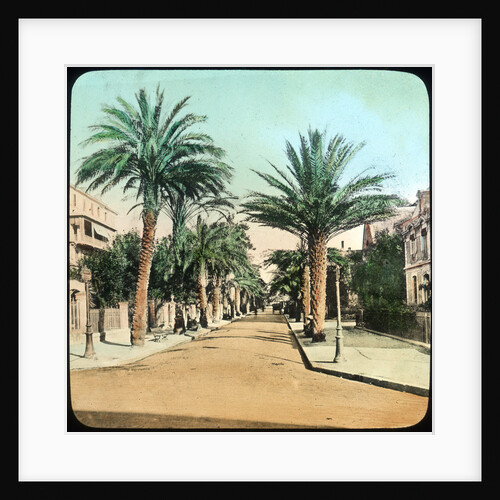 Avenue of Palms, Hyeres, France by Anonymous