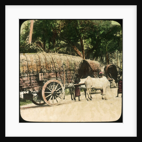 Native bullock cart, Ceylon by Anonymous