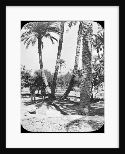 General Gordon's Garden, Khartoum, Sudan by Newton & Co
