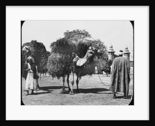 Camels carrying fodder, Egypt by Newton & Co