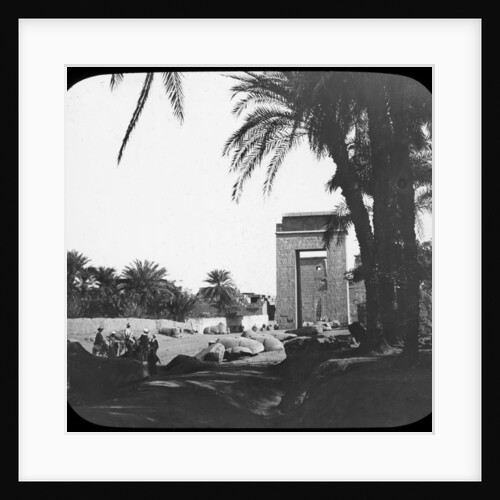 Avenue of Sphinxes, Karnak, Egypt by Newton & Co