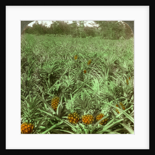 'Where the luscious pineapple grows', Florida, USA by Underwood & Underwood