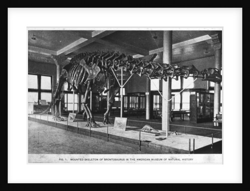 Brontosaurus skeleton, American Museum of Natural History by Anonymous
