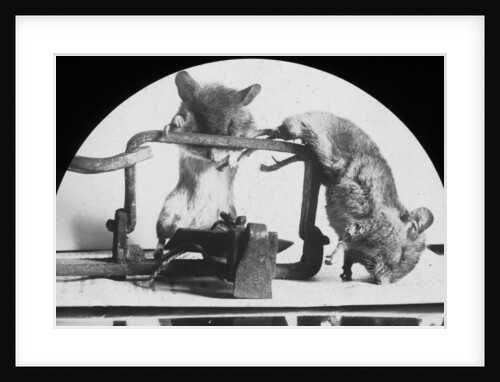 Mouse or rat trap? by Anonymous