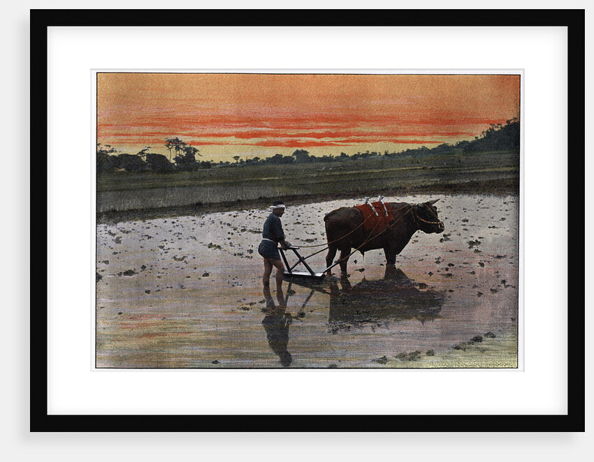 Preparation of a Rice Plantation in Japan by Charles Gillot