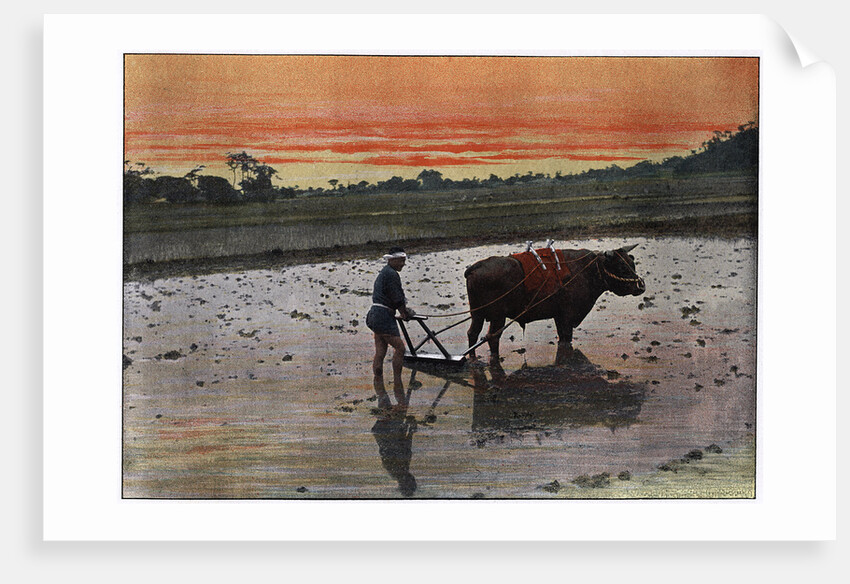 Preparation of a Rice Plantation in Japan by Charles Gillot